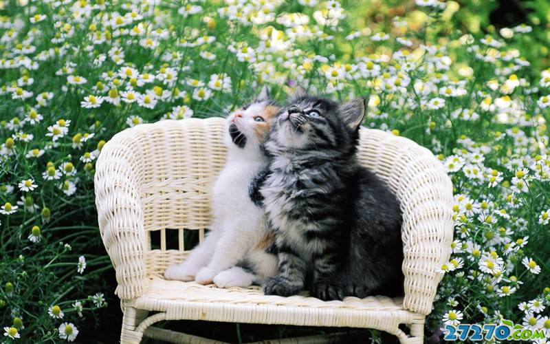 后院二只可爱的猫咪