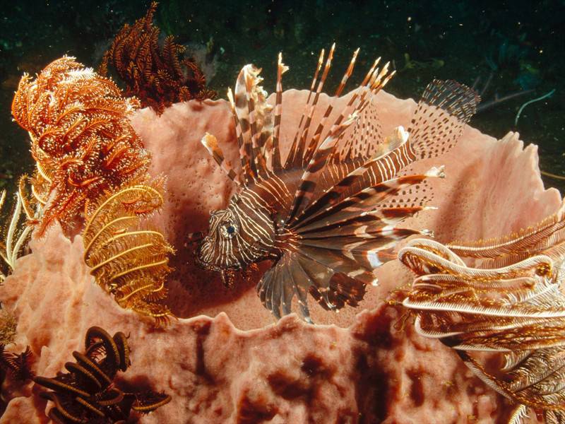 深海世界美丽海洋生物图片