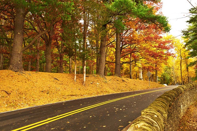 唯美秋天树林幽静道路意境风景图片