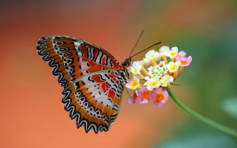 精美色彩斑斓的蝴蝶电脑壁纸