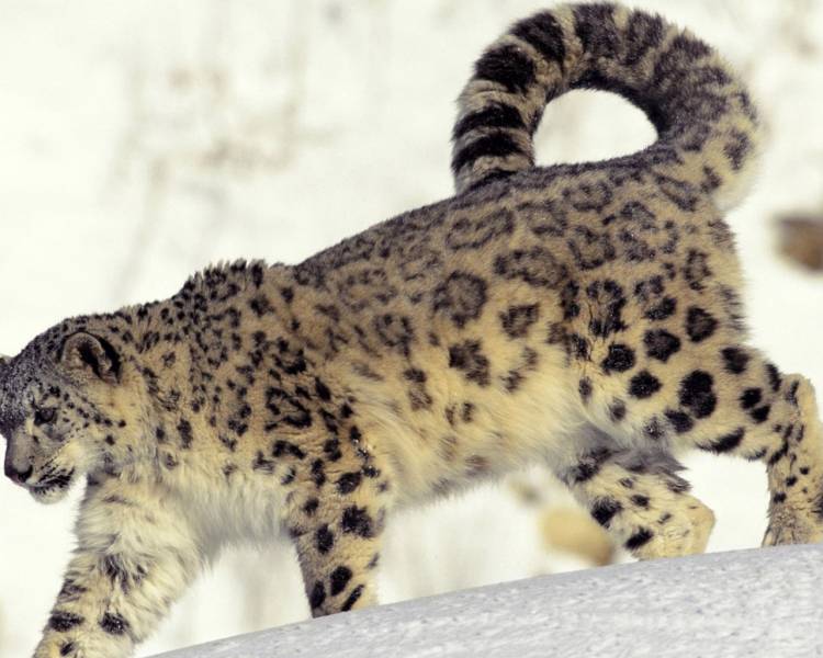 动物界百变动物秀精美高清特写组图