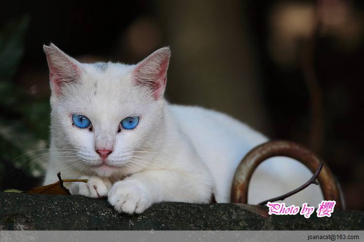 蓝眼白猫的图片萌萌哒