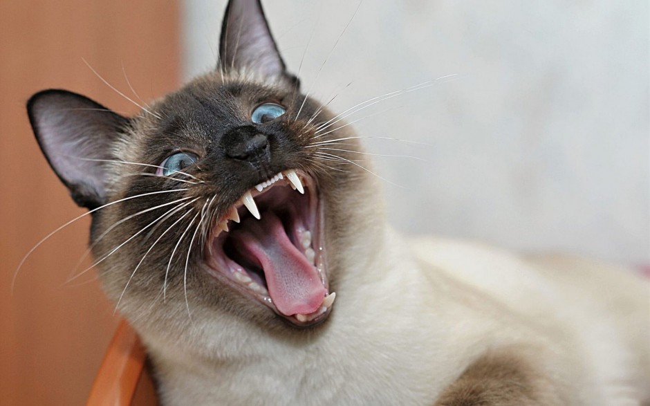 现代暹罗猫惊恐表情图片