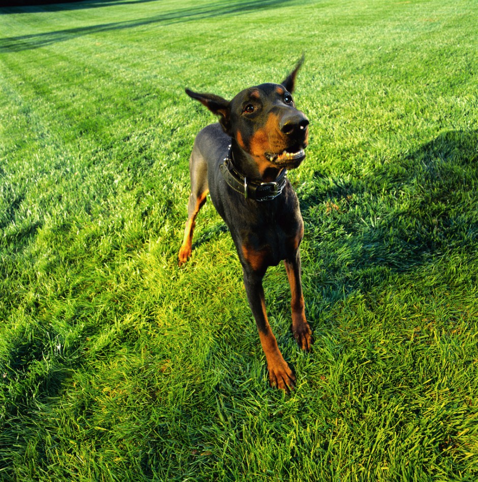 十分凶猛的美国杜宾犬图片