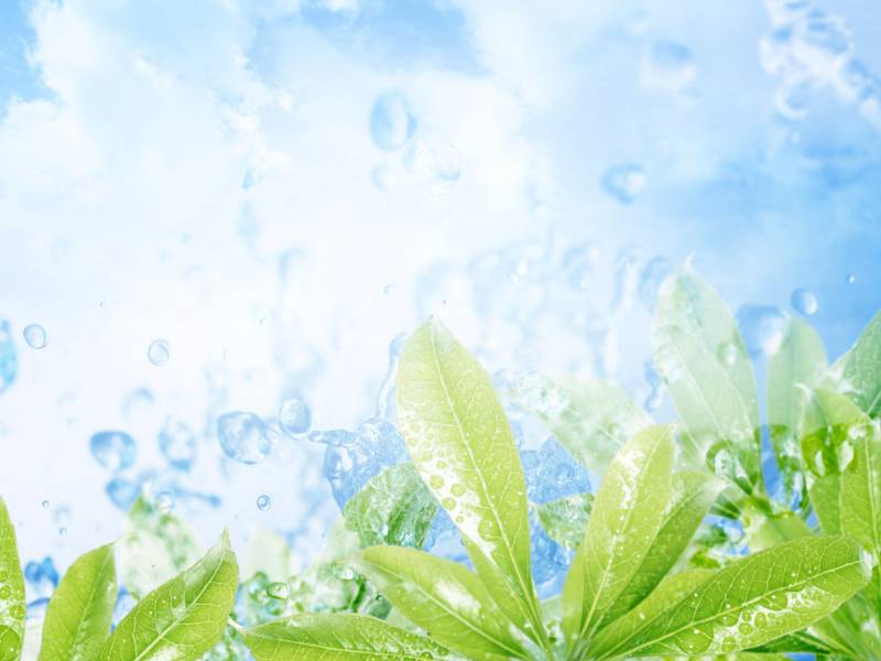 生机勃勃大自然绿叶精美壁纸