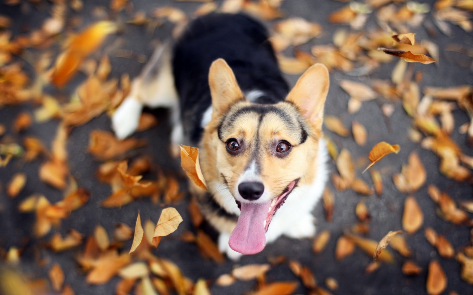 短腿柯基犬秋日户外玩耍图片