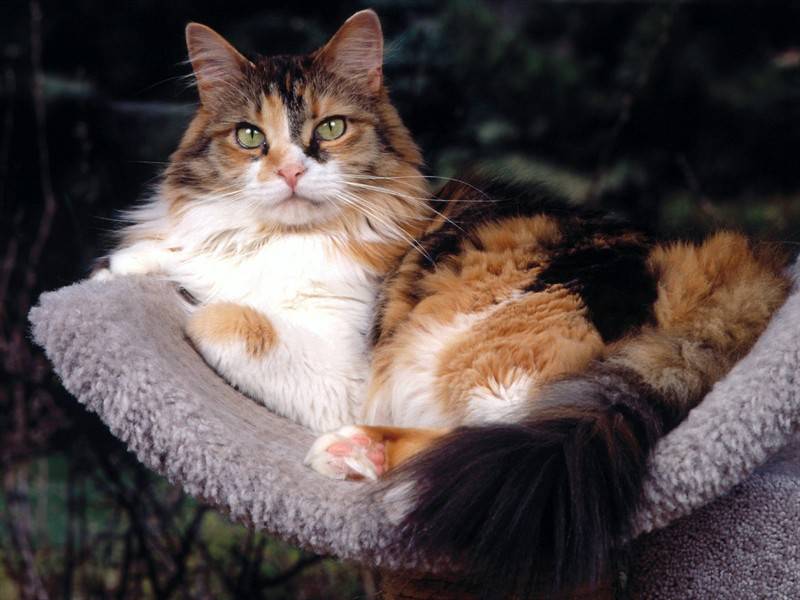 可爱毛茸茸的猫咪宠物图片