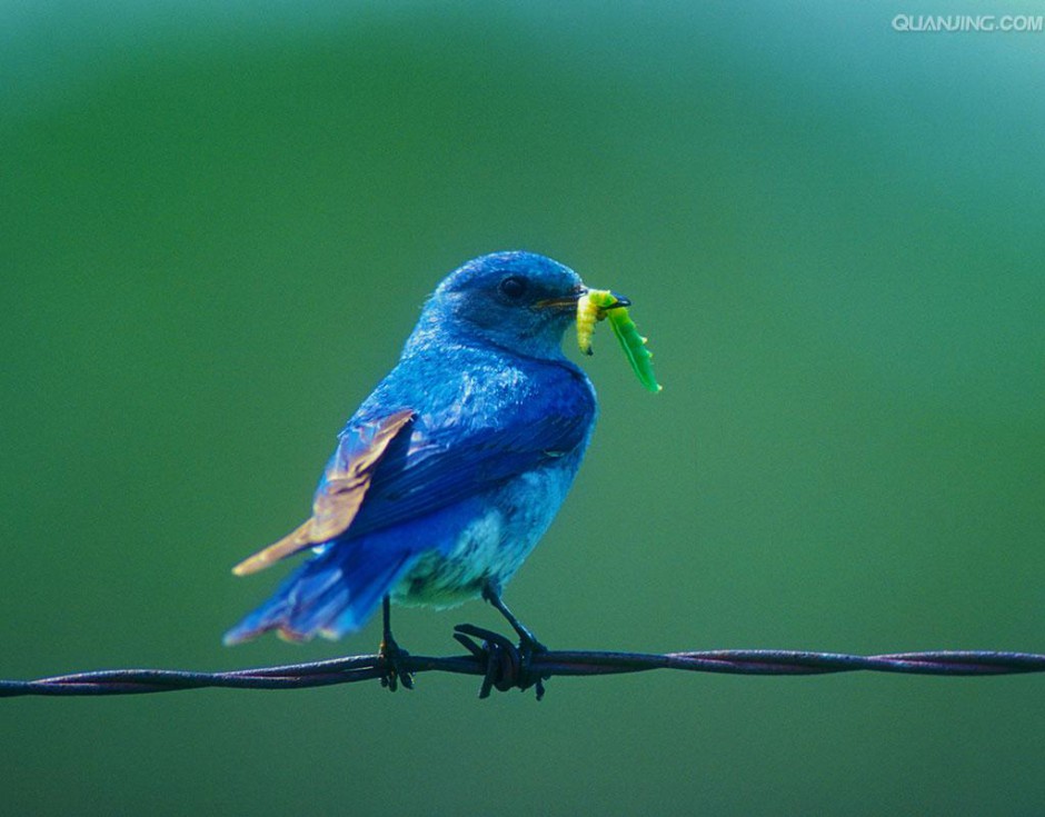 蓝色知更鸟吃虫子图片