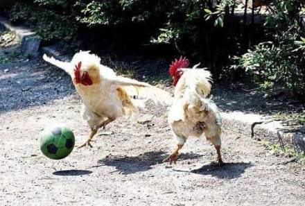 小动物搞笑动图之公鸡杯足球赛