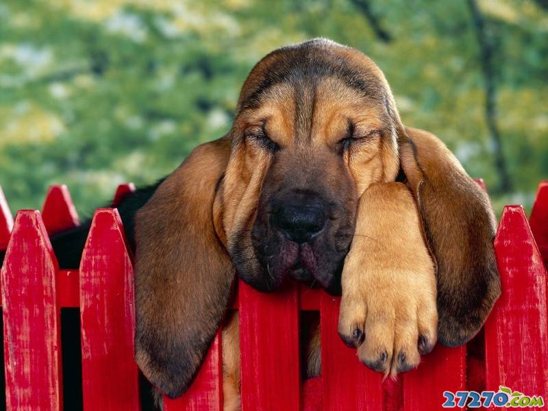 奇特动物：森林世界