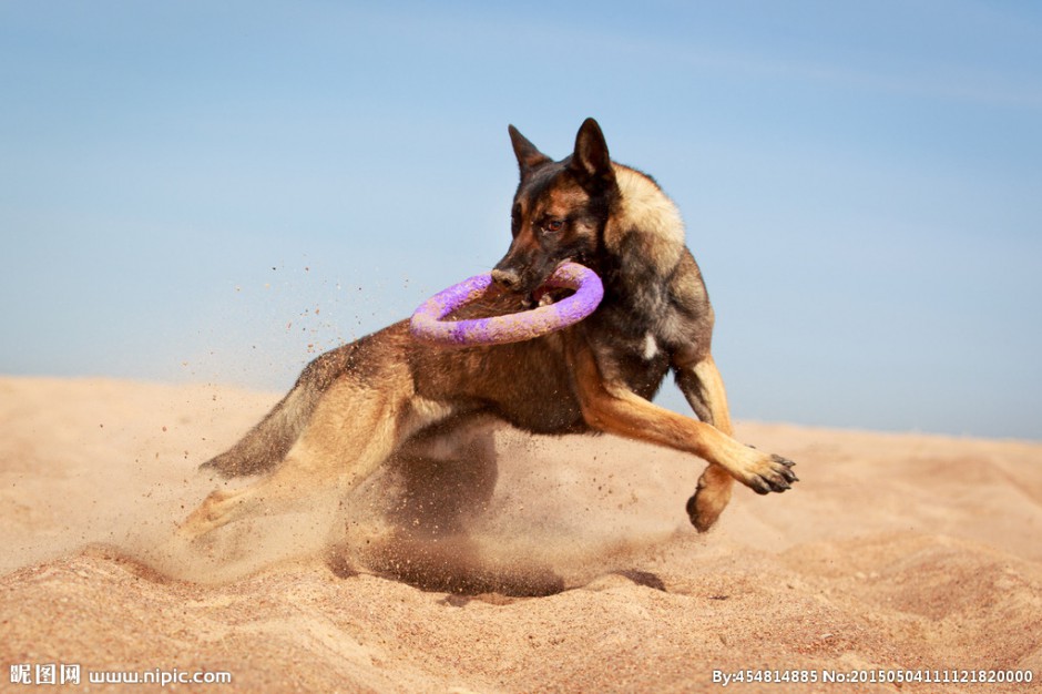 昆明狼犬沙地训练图片勇敢自信