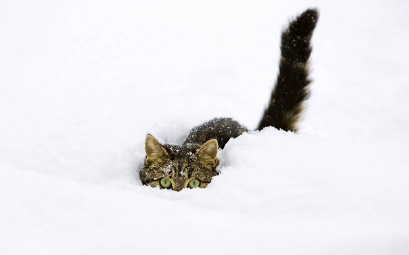 雪地里的动物高清写真图片