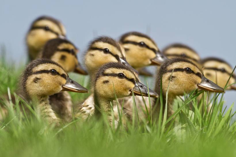 一群小鸭子生活高清写真