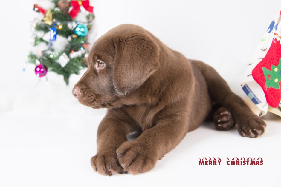 可爱拉布拉多犬圣诞主题摄影图片