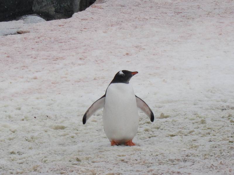 网友提供南极企鹅高清图片