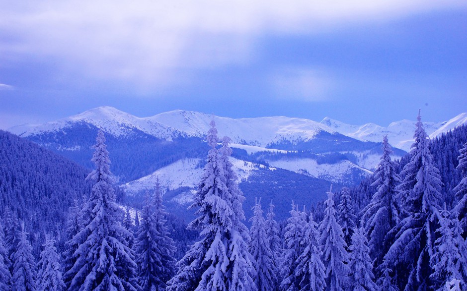 树林雪景图片雪白晶莹