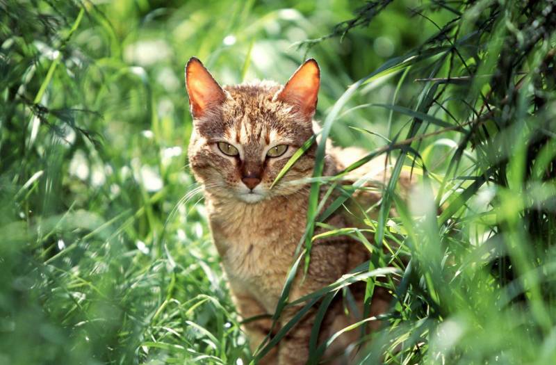 神气十足的猫咪高清桌面壁纸