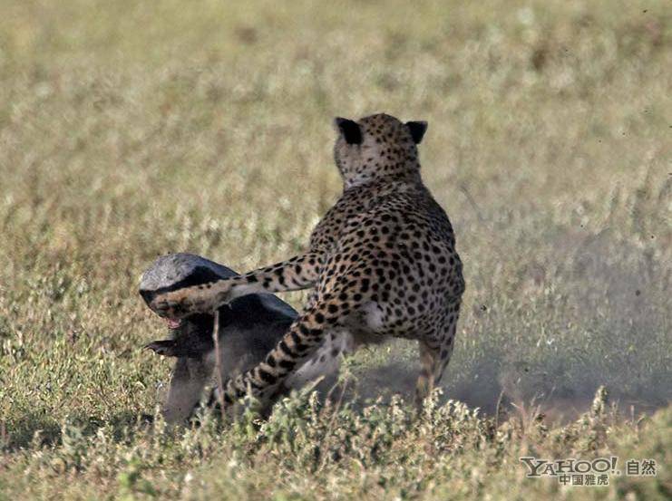 猎豹妈妈保护三只小猎豹 全力吓退凶猛蜜獾