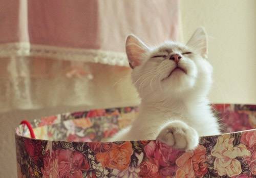 与你分享超萌猫咪的萌图