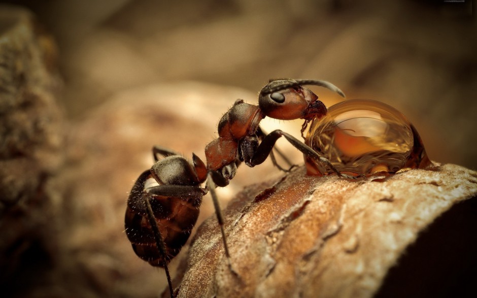 蚂蚁昆虫图片微距特写