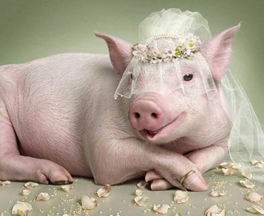 小猪的婚纱照出炉啦