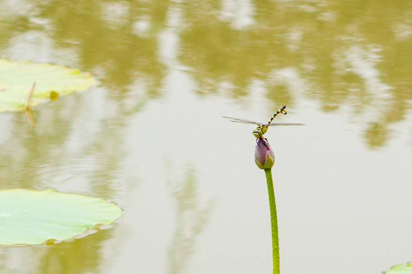 公园的荷塘里蜻蜓点水图片