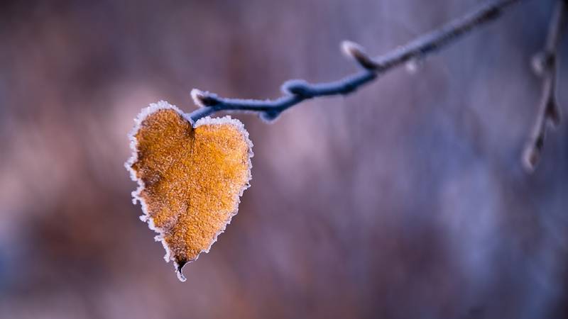 绝美纯白的雪景风光壁纸欣赏