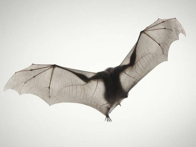 感受大自然之可爱动物摄影壁纸