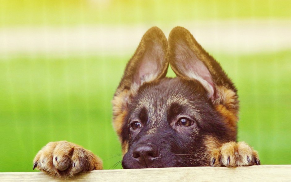 德国黑背犬图片写真欣赏