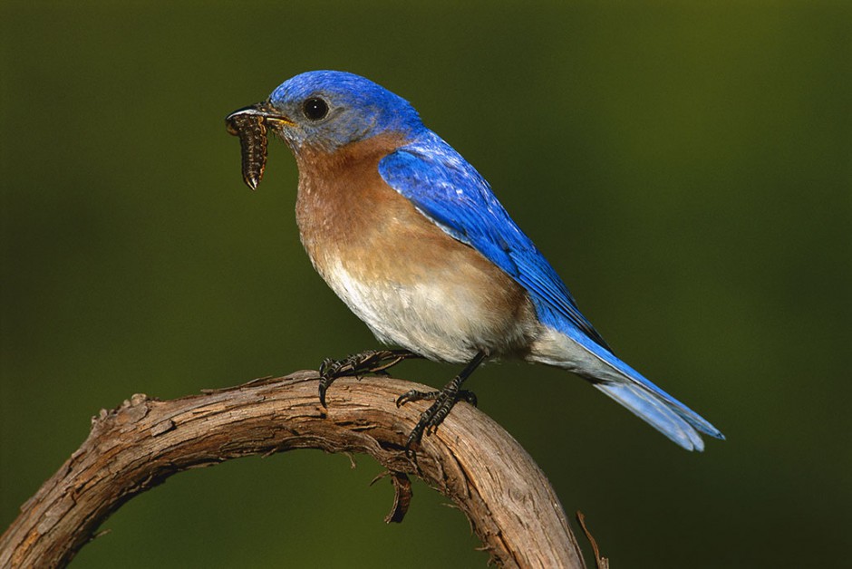 枝头上的北美蓝知更鸟图片