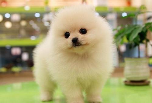 可爱小博美犬汪星人卖萌图片