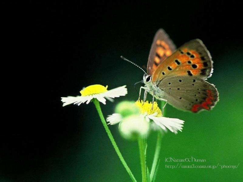 漂亮美丽的花蝴蝶近距摄影图片