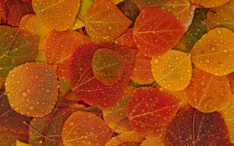 深秋里枯黄的落叶桌面高清壁纸