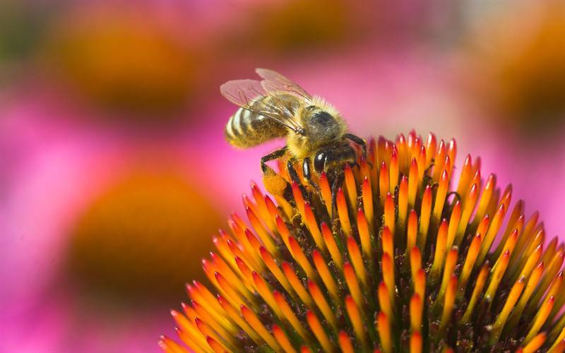 蜜蜂与花户外唯美高清写真图片