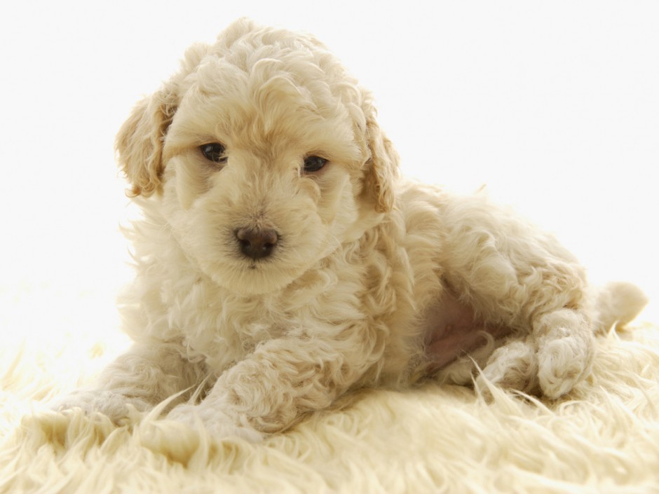 买萌小白狗图片 沉睡的白色贵宾犬