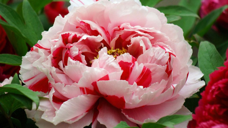 姹紫嫣红的春天牡丹花图片