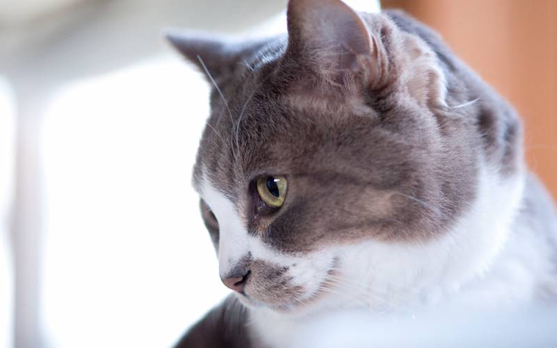 懒散而优雅的猫咪高清桌面壁纸