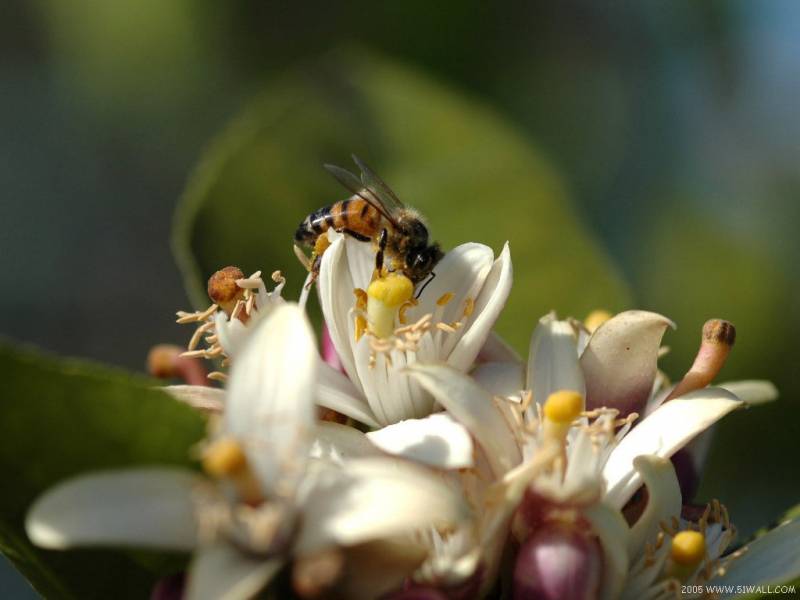 花丛中的蜜蜂忙碌身影精美摄影作品