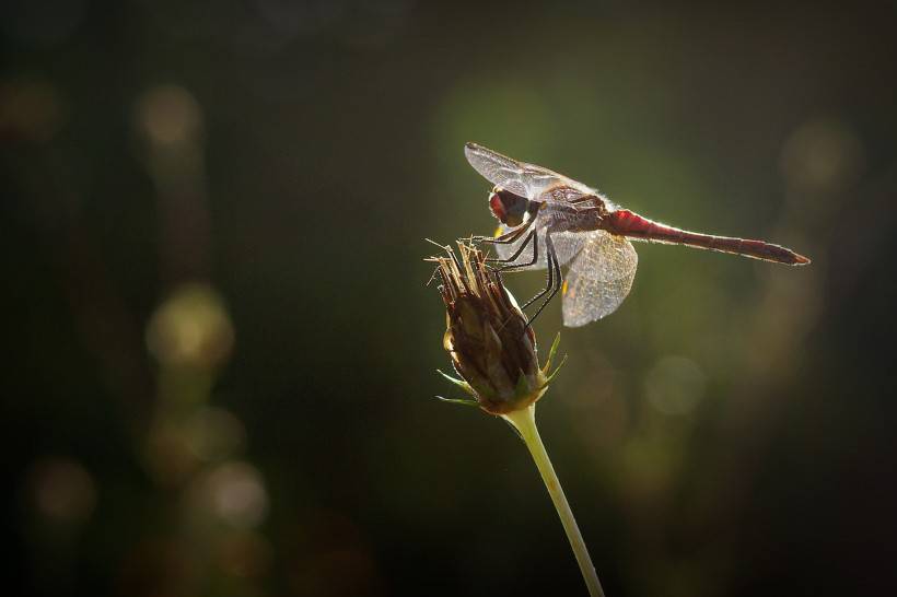 枝头停住的红蜻蜓图片
