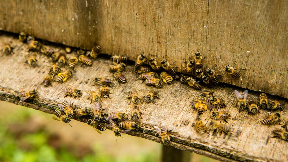 密密麻麻的蜜蜂蜂巢图片