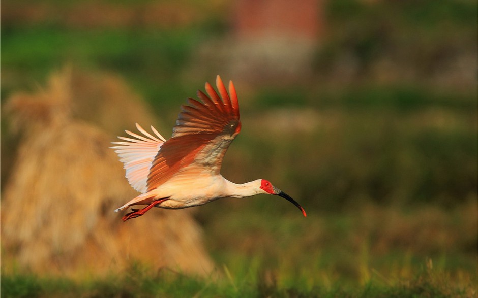 国家二级保护鸟类朱鹮高清图片