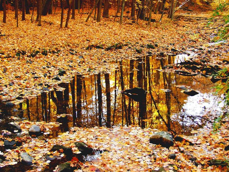 秋衣略显荒凉的自然美景图片