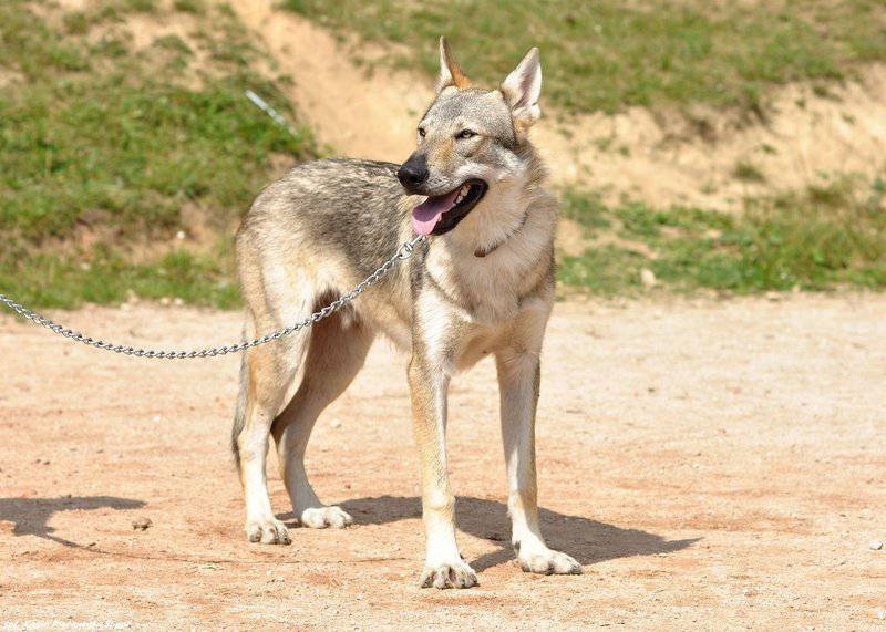 捷克狼犬帅气回眸图片