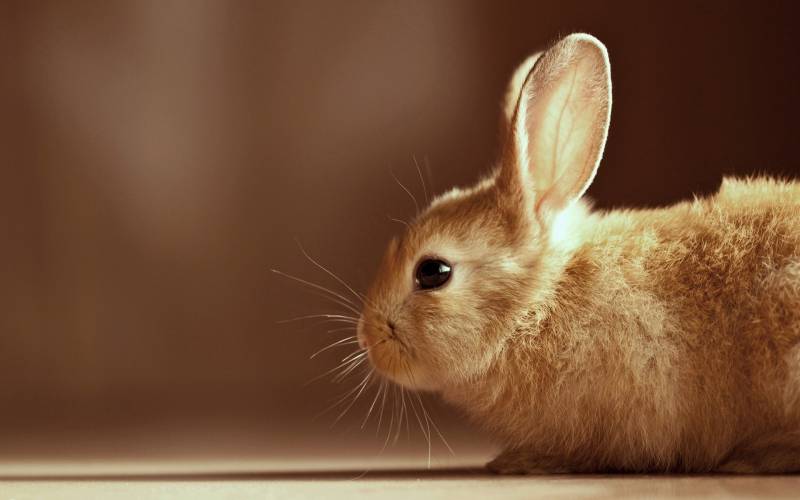可爱宠物毛绒绒的萌兔子唯美图集