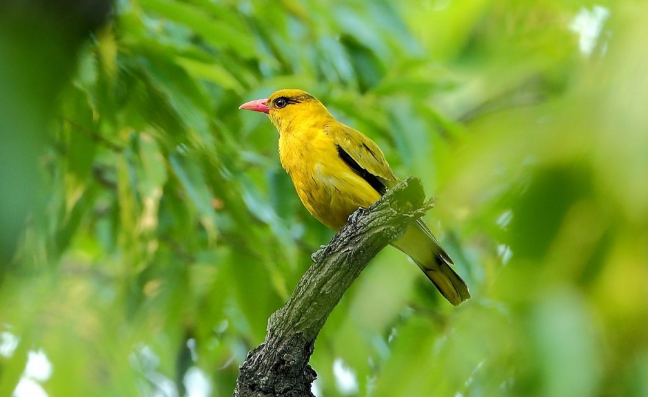 优雅的金黄鹂鸟图片