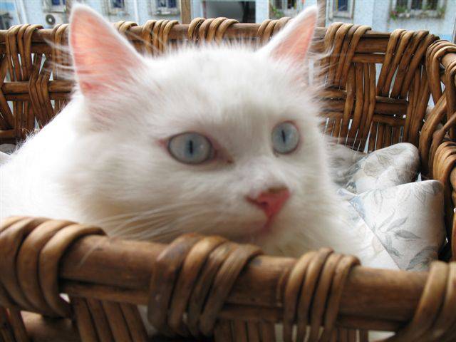 普通蓝眼白猫的实拍图片