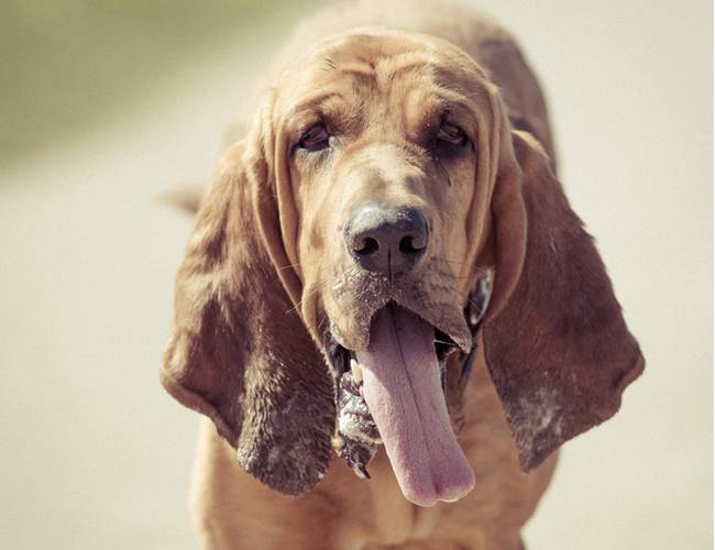 调皮吐舌的比利时寻血猎犬图片