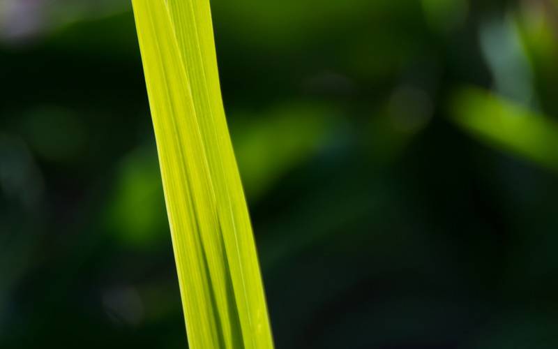 绿色植物高清风景图片