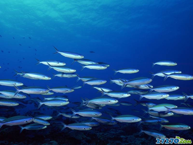 特写海底生物 海底的世界
