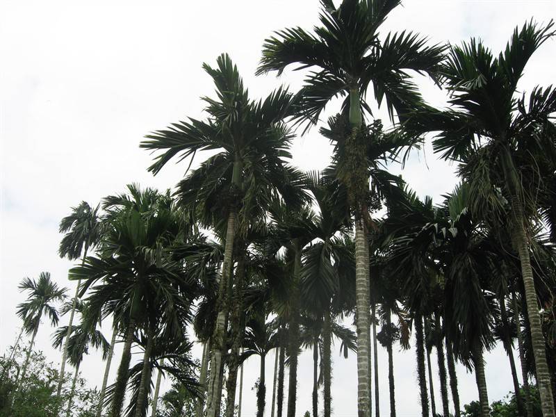 椰树挺空的海南博鳌风景秀丽图集